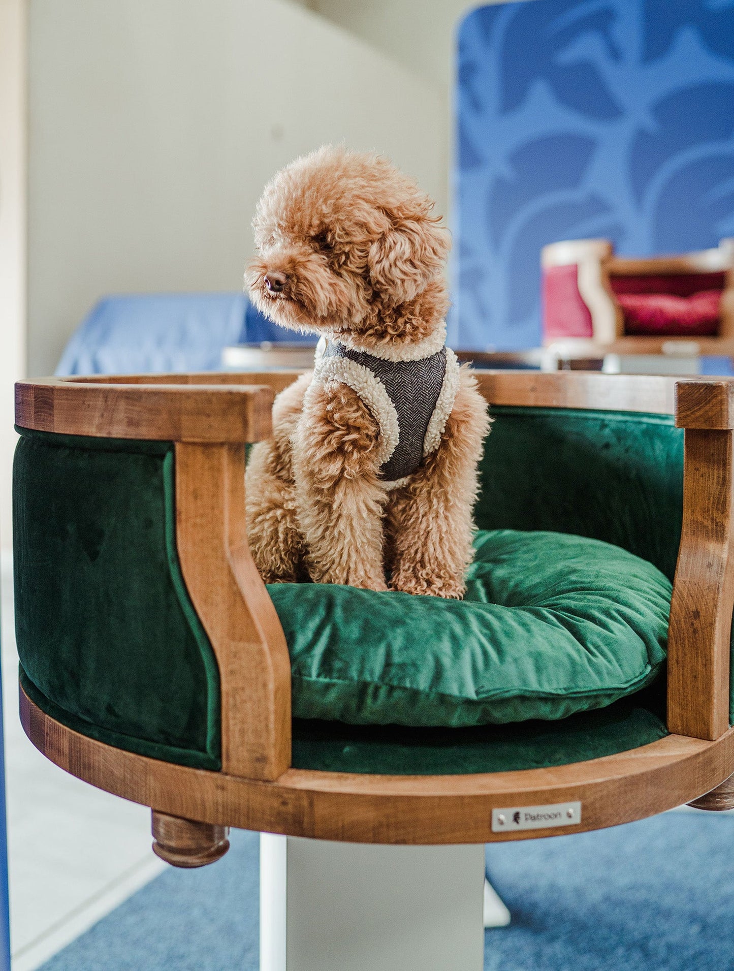 Leo M — medium dog bed