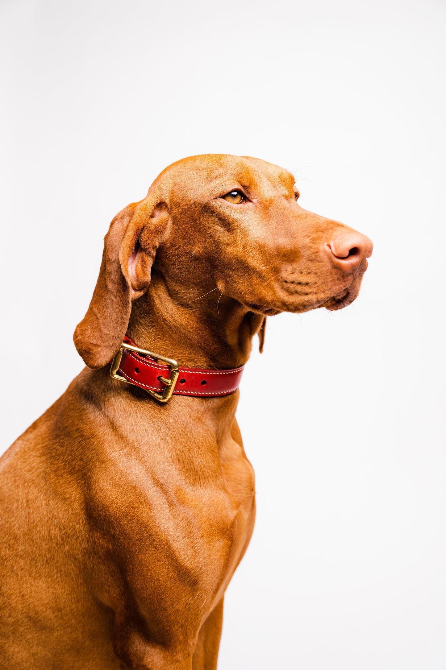 Dog Collar Maremma Red