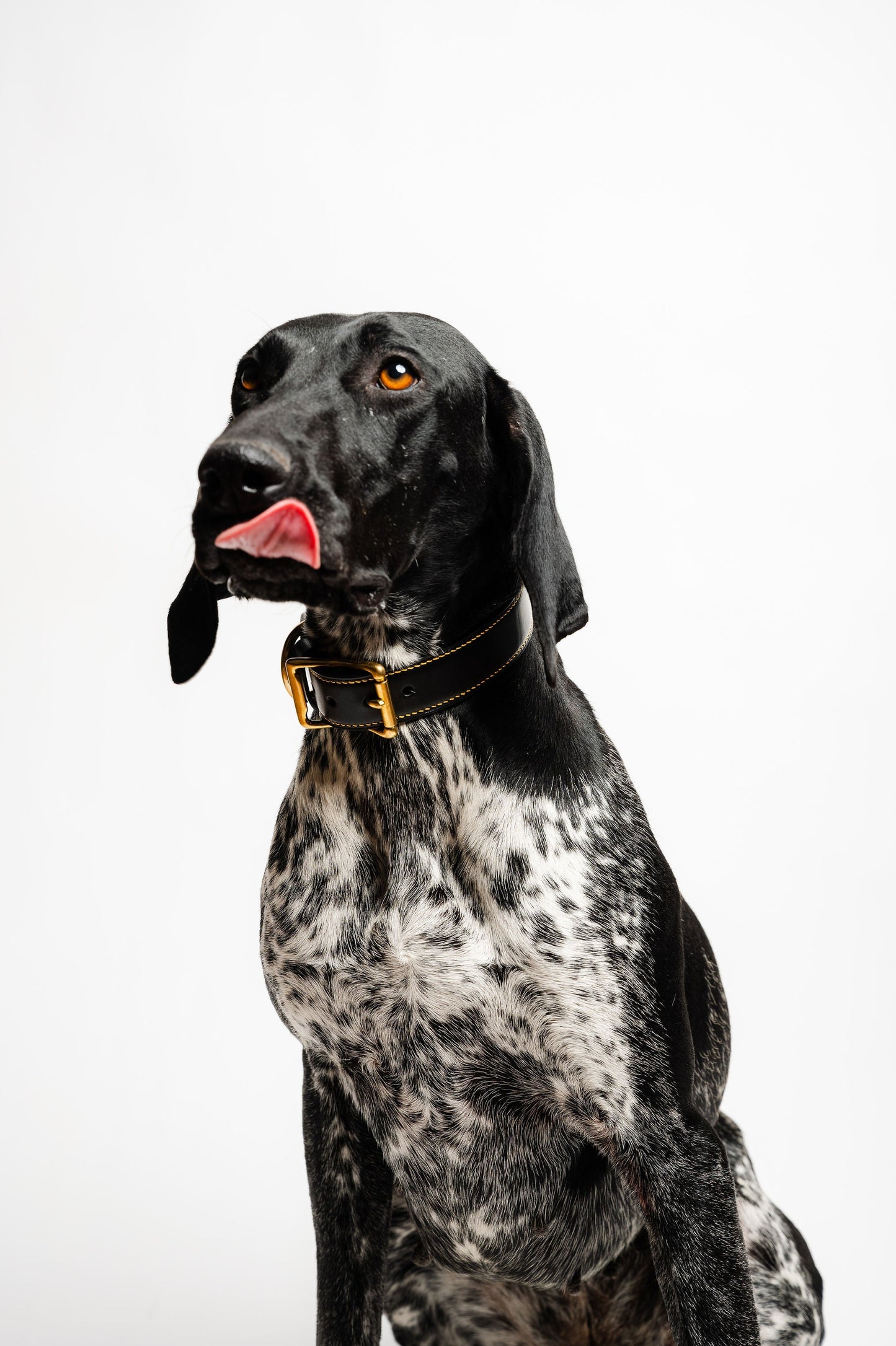 Obojok pre psa Maremma Black